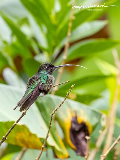 Hummingbirds of Costa Rica